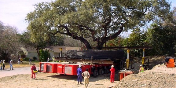 Видео дня: как переезжают гигантские деревья