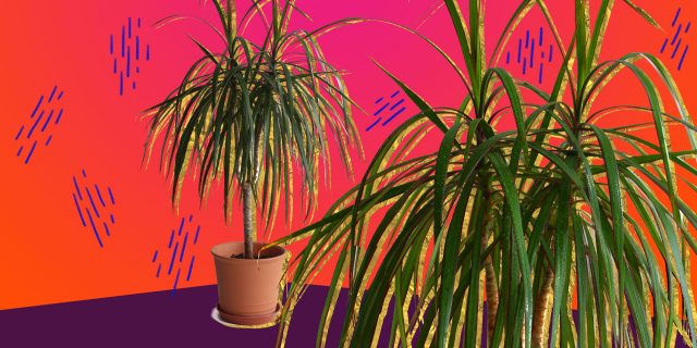 How to care for dracaena