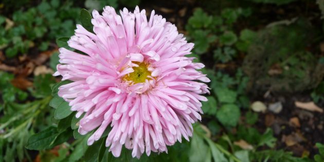 Неприхотливые цветы для клумбы: астра садовая