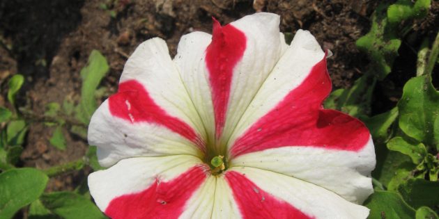 Неприхотливые цветы для клумбы: петуния крупноцветковая