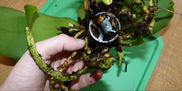 Как пересадить орхидею: После покупки вы можете обнаружить ком спрессованного торфа