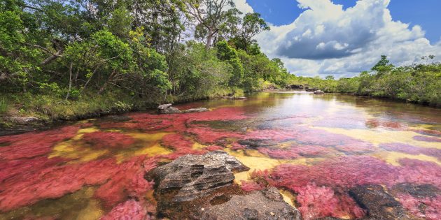 Удивительно красивые места: цветная река Каньо-Кристалес, Колумбия
