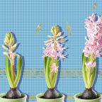 10 луковичных цветов, которые украсят ваш дом