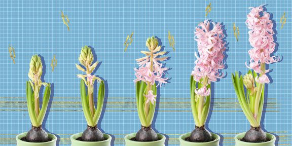 10 луковичных цветов, которые украсят ваш дом