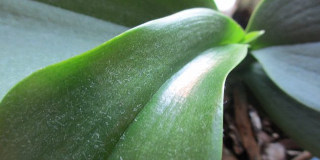 Как поливать орхидею: чтобы избавиться от пыли на листьях, устраивайте для растения душ