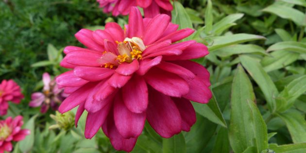 Неприхотливые цветы для клумбы: цинния изящная