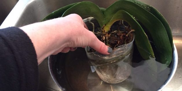 Как правильно поливать орхидею?