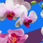 Как поливать орхидею, чтобы она хорошо росла