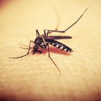 Почему нас кусают комары и как с этим бороться
