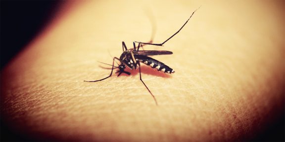 Почему нас кусают комары и как с этим бороться
