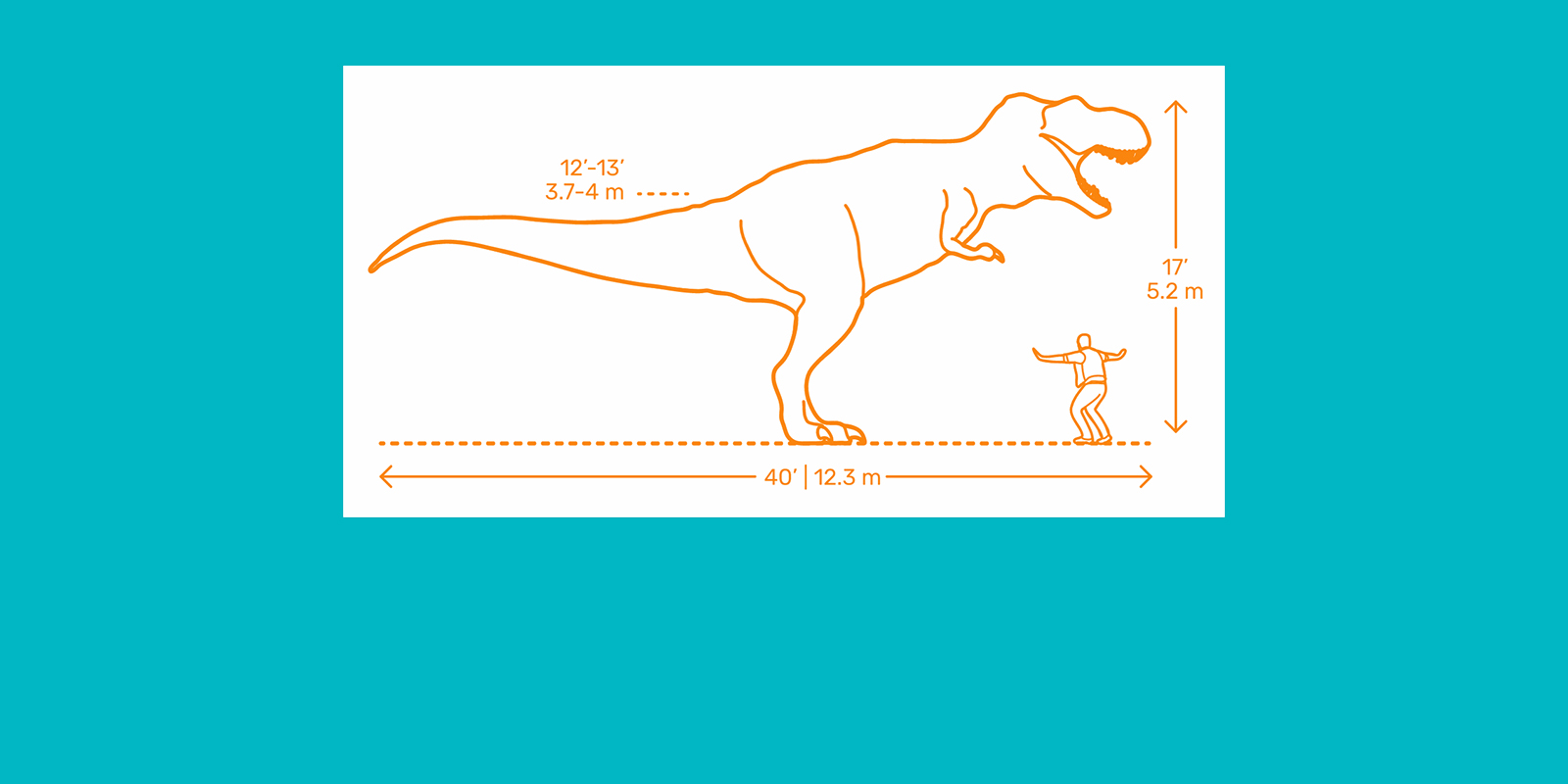 Dimensions.Guide — сайт, на котором можно скачать чертежи с габаритами чего угодно