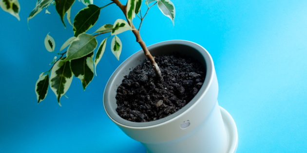 ����� Youpin Flower Pot � ������ ���������� ������ �� Xiaomi