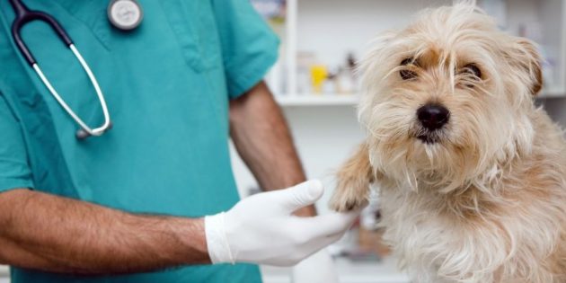 Регулярные визиты к ветеринару избавят пса от многих проблем со здоровьем