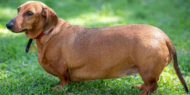 Лишние килограммы опасны для здоровья пса