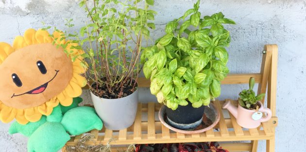 Как хранить зелень: её можно выращивать дома