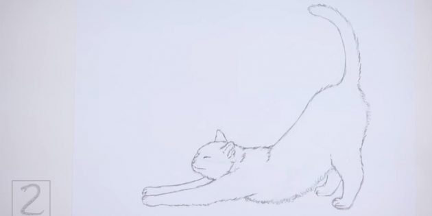 How to draw a cat: 9 step -by -step instructions