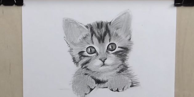 Как нарисовать кота карандашом.