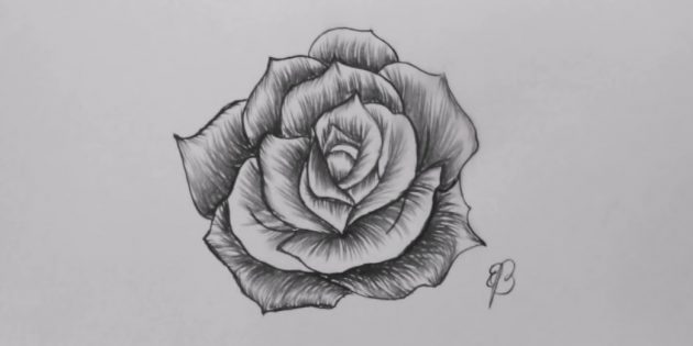 Как нарисовать раскрытую розу карандашом