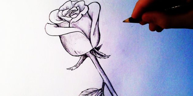 Как нарисовать полураскрытую розу карандашом