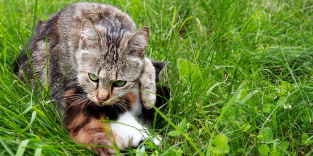 Кошки защищают своих котят от любых посягательств, это материнская агрессия