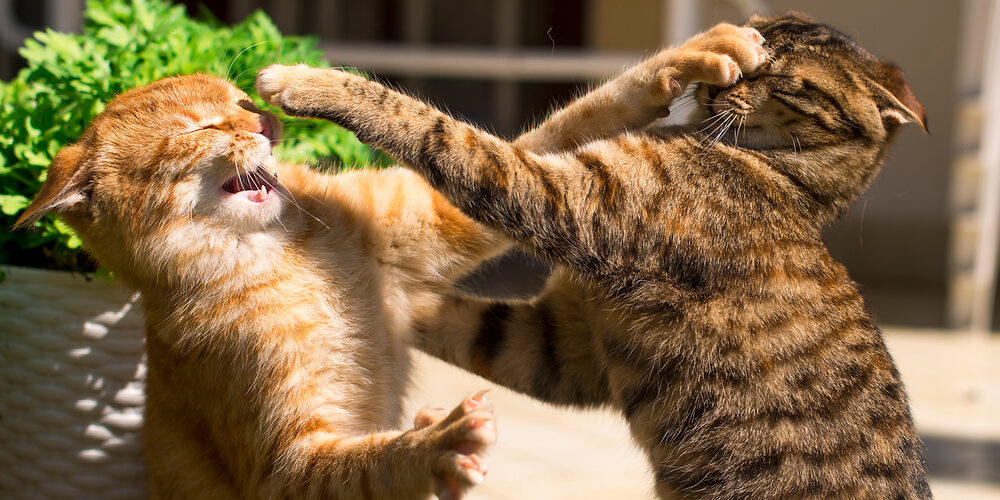 Что делать, если кошка ведёт себя агрессивно - Лайфхакер