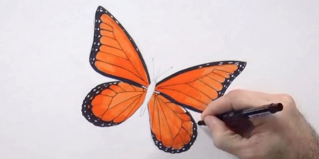 Как нарисовать бабочку карандашом поэтапно :: malino-v.ru