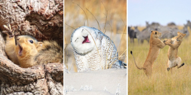 20 самых смешных фото животных по версии Comedy Wildlife Photography Awards 2019