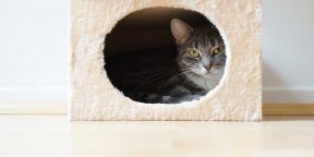 Кошачий домик своими руками: апсайклинг оконной рамы | Bosch DIY