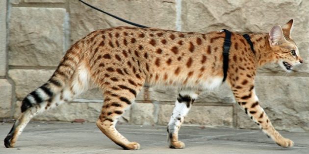 10 больших кошек, которые украсят ваш дом - Лайфхакер