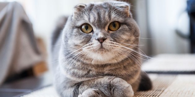 шотландская вислоухая кошка: описание породы