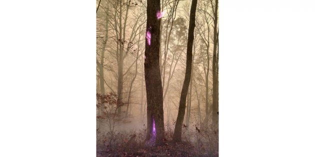 фиолетовое пламя в дереве
