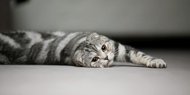 Шотландская вислоухая порода кошек с фото — витамин-п-байкальский.рф