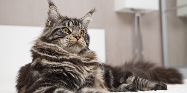 All about Maine Coons: character, care, conditions of detention, nutrition and not only