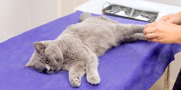 Подготовка кошки к стерилизации