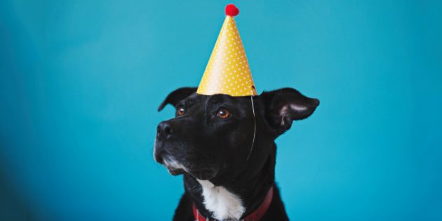 Учёные научились рассчитывать возраст собак в человеческих годах