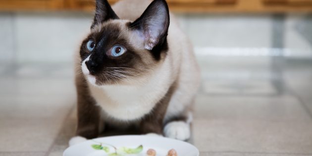 Как кормить сиамских кошек