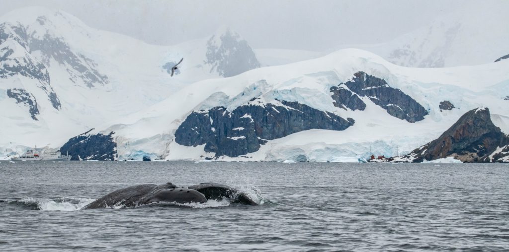 Антарктика: фото горбатого кита