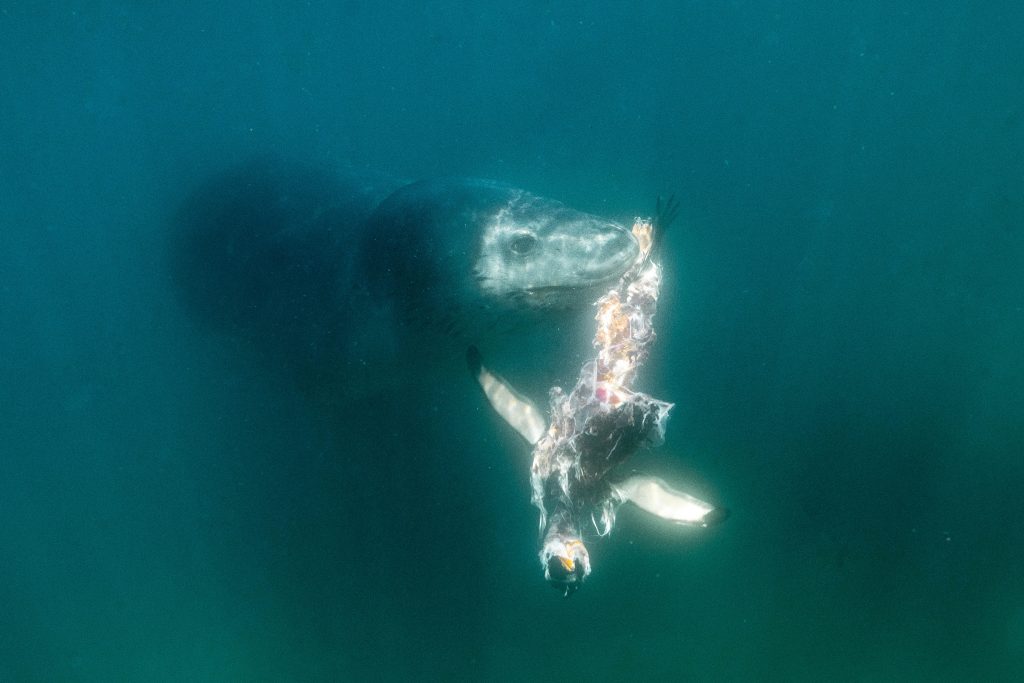 Антарктида: фото морского леопарда
