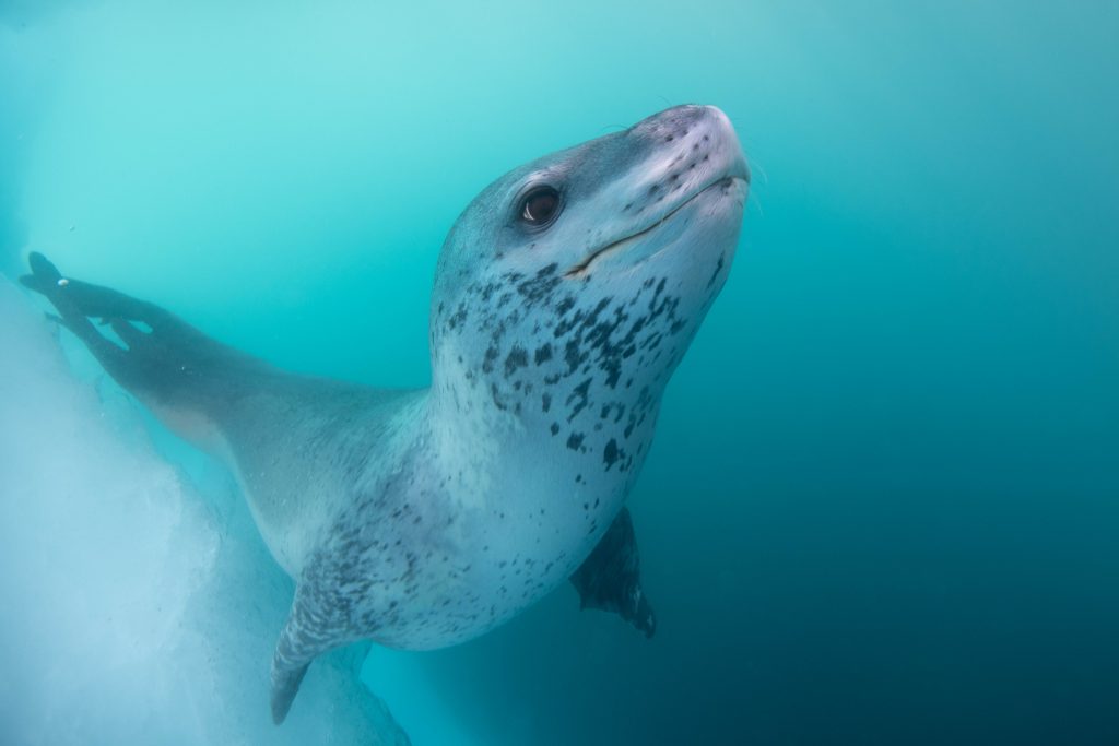 Антарктида: фото морского леопарда