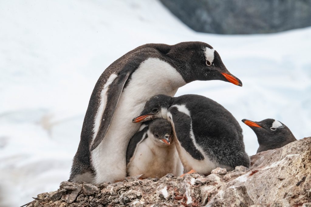 Антарктида: фото пингвинов