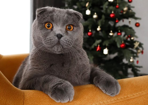 18 советов, как спасти новогоднюю ёлку от кота