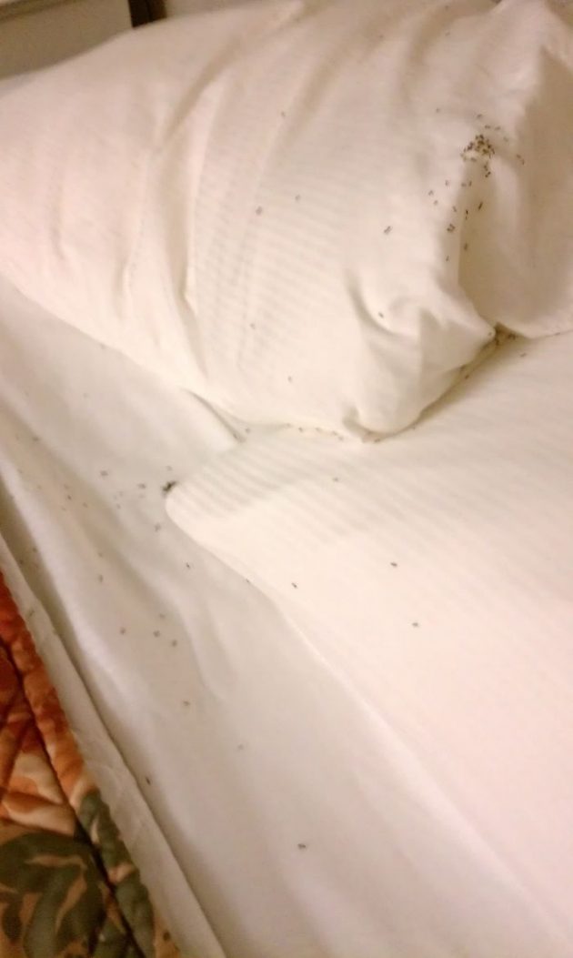 насекомые в номере отеля