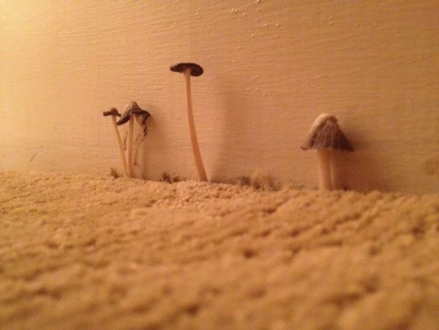 грибы в номере отеля