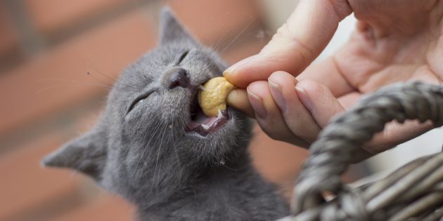 Чем кормить русскую голубую кошку