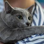 Что нужно знать, прежде чем завести русскую голубую кошку
