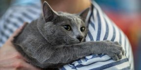 Что нужно знать, прежде чем завести русскую голубую кошку