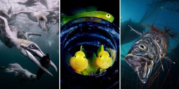 35 невероятных фото подводного мира с конкурса Ocean Art 2019