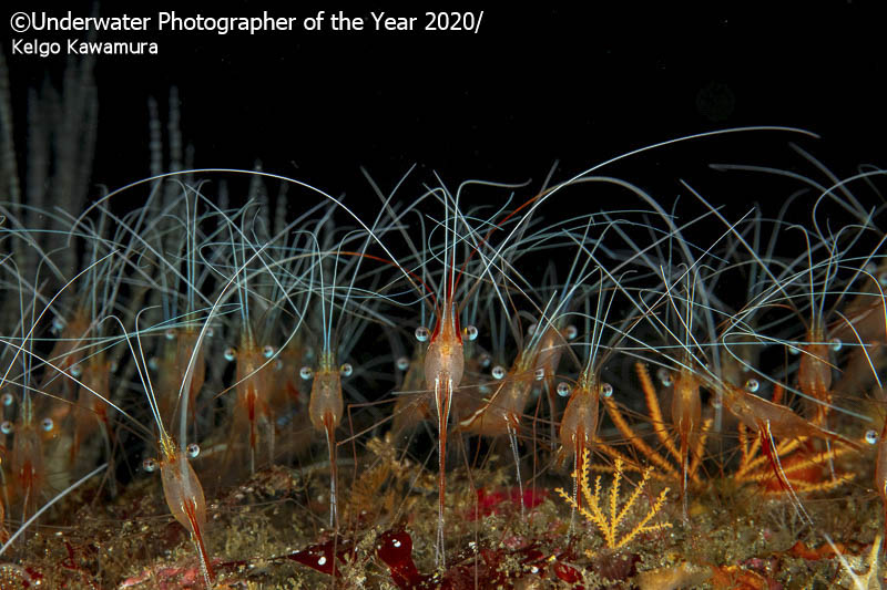 Лучшие подводные фото с конкурса UPY2020