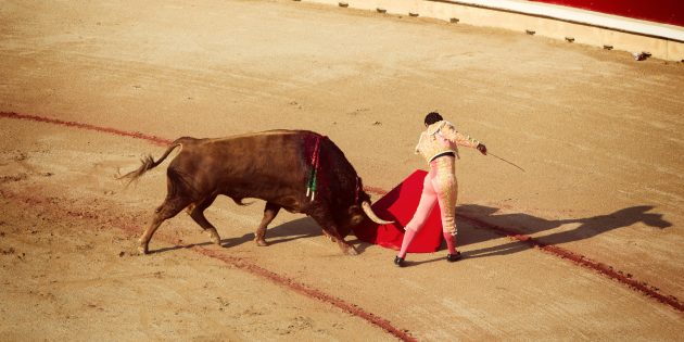 Заблуждения о поведении животных: быков раздражает красный цвет