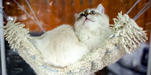 Сибирская кошка: характер